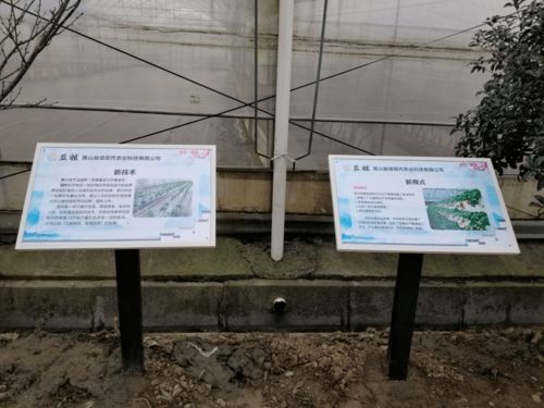 高顏值、高科技、高標準 張浦鎮“三維一體”高質量推進蔬菜基地建設與技術推廣